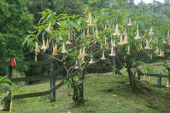 Brugmansia arborea image