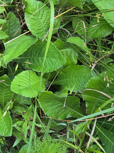 leafy elephant's-foot