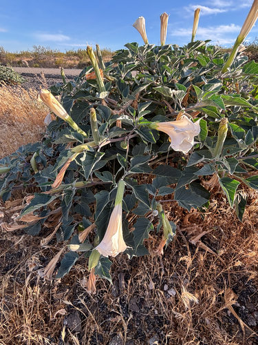 Sacred Datura