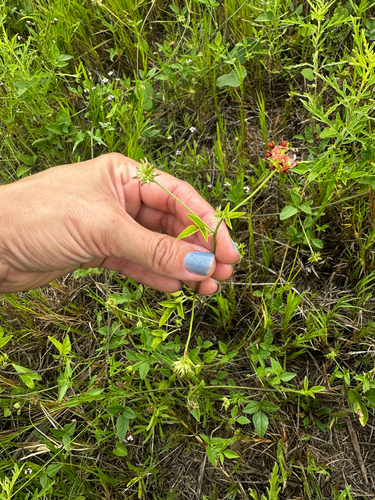 roundleaf scurfpea