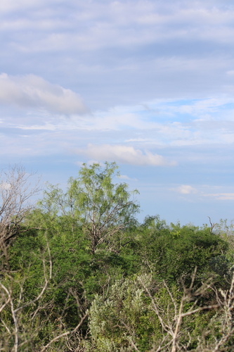 honey mesquite