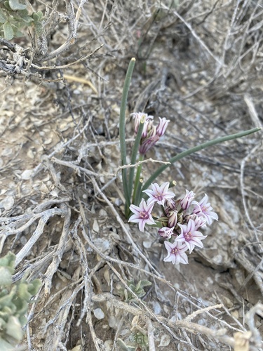 Largeflower onion