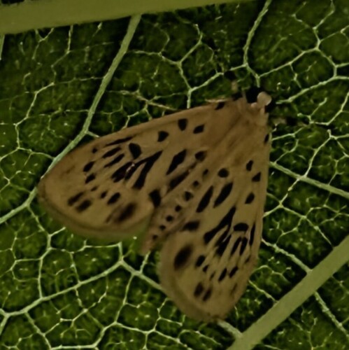 Tabidia obvia