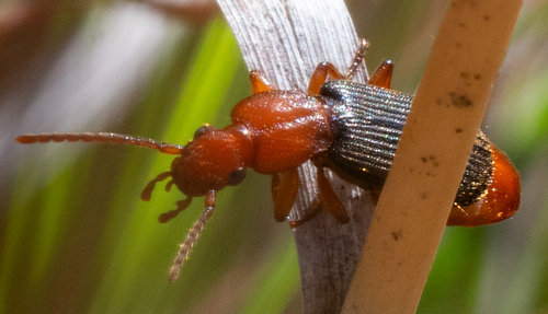 Flat-horned Ground Beetles