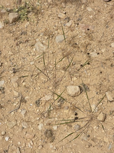 Aegilops vavilovii