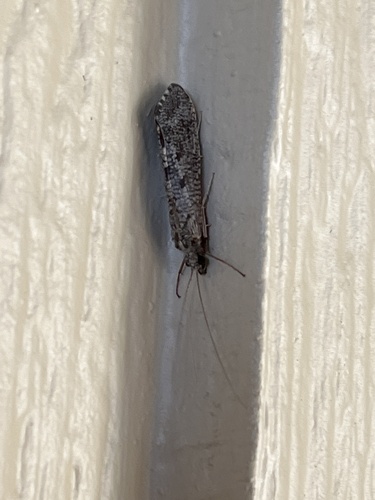 iNaturalist observation photo of Spotted Sedges
