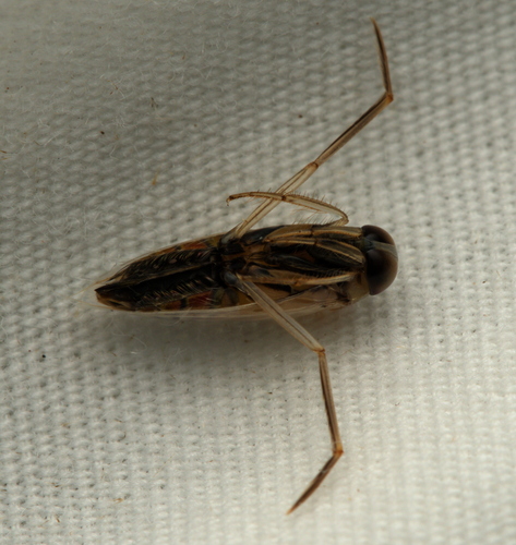 Buenoa