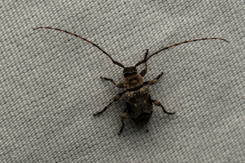 Sternidius mimeticus