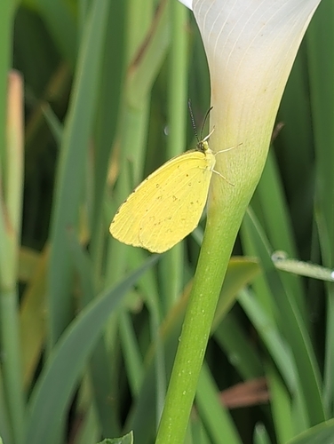 Japanese common grass yellow