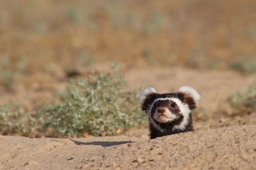 Marbled Polecat