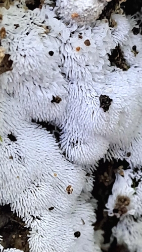 Common Coral Slime