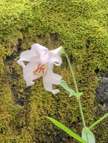 Bamboo Lily