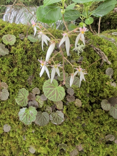Mother-of-thousands