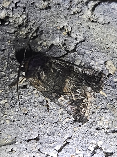 Copanarta aurea