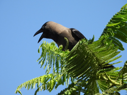 House Crow