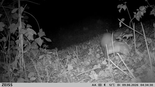 Stone Marten