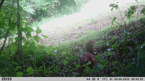 Eurasian Red Squirrel