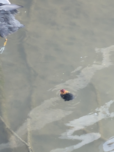 Eurasian Coot