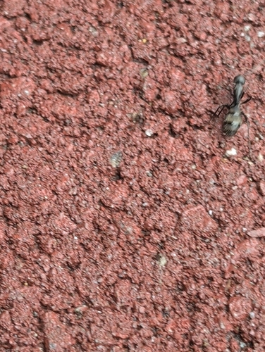 Japanese Carpenter Ant