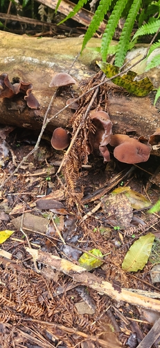 Wood Ear