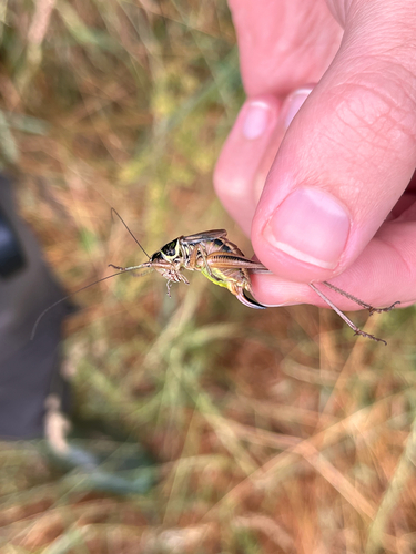 Roesel's Bush-cricket
