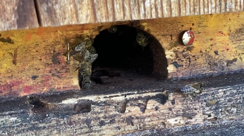 Western Honey Bee