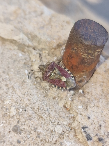 Sloe Bug