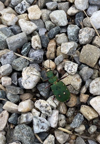 Green Tiger Beetle
