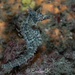 Observation photo