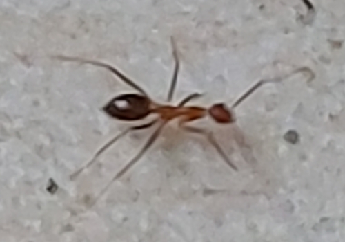 Yellow Crazy Ant