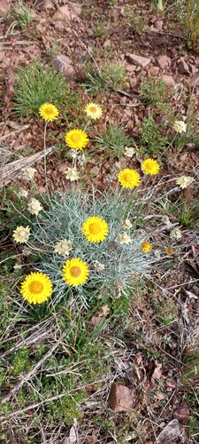 hoary sunray