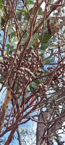 Common Red Stringybark