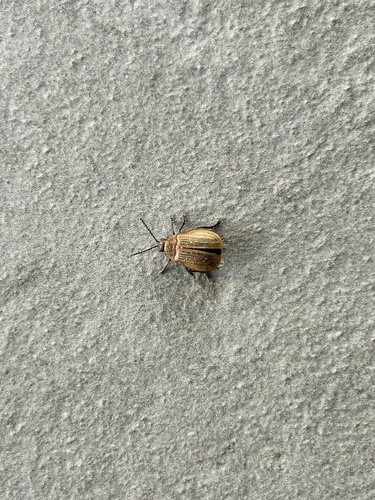 Galeruca pomonae