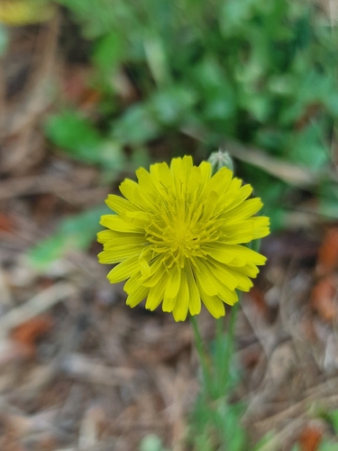 Italian Hawksbeard