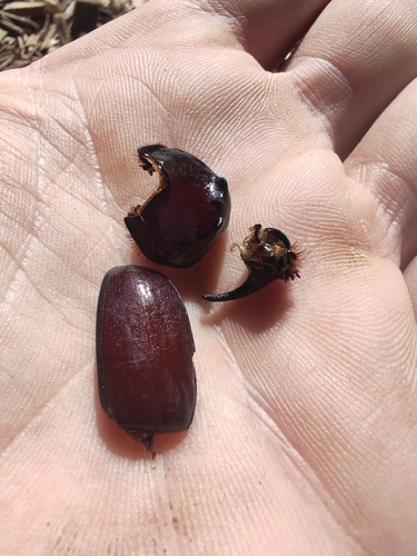 European Rhinoceros Beetle