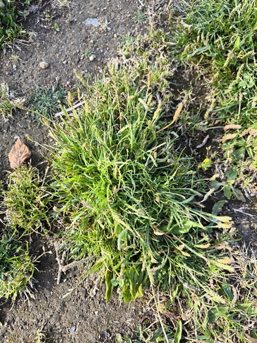 Buck's-horn Plantain