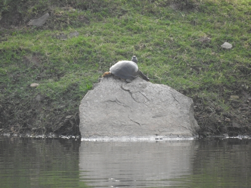 Indian Flapshell Turtle