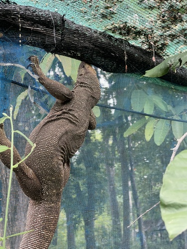 Clouded Monitor