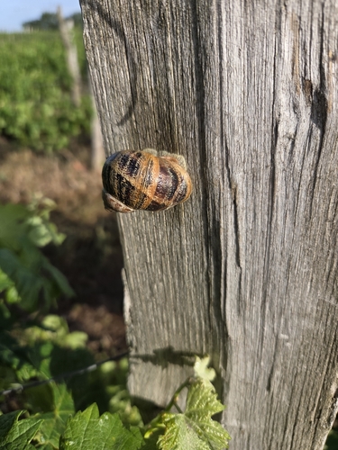 Garden Snail