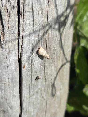 Pointed Snail