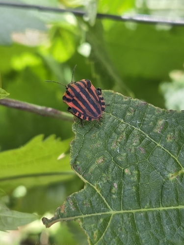 Continental Striped Shield Bug
