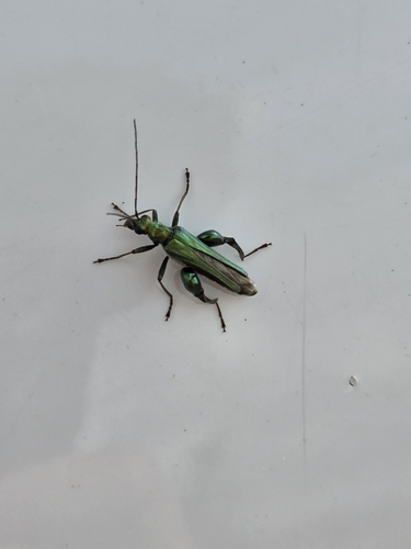 Thick-legged Flower Beetle