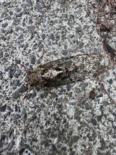 Ezo Spring Cicada