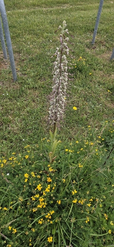 Lizard Orchid