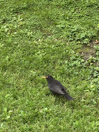 Eurasian Blackbird
