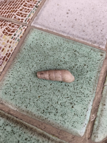 Decollate Snail