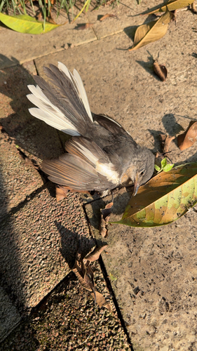 Oriental Magpie-Robin