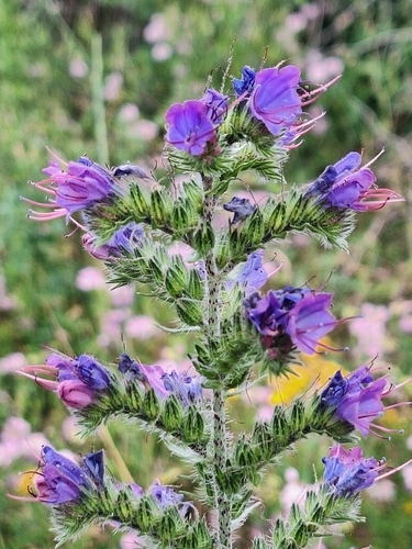 viper's-bugloss