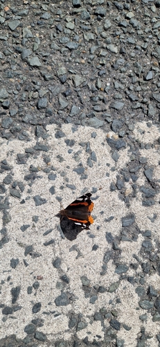 Red Admiral