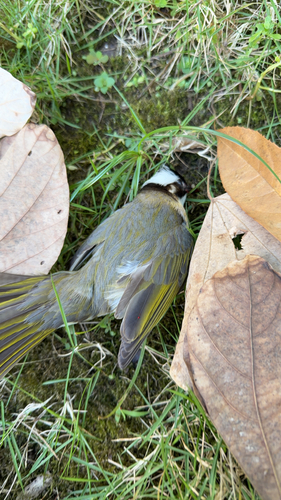 Light-vented Bulbul